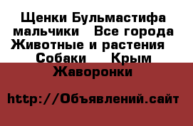 Щенки Бульмастифа мальчики - Все города Животные и растения » Собаки   . Крым,Жаворонки